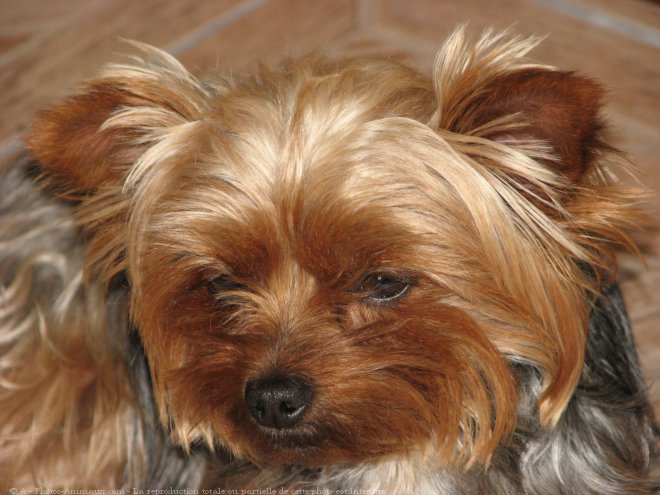 Photo de Yorkshire terrier