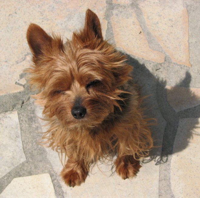 Photo de Yorkshire terrier