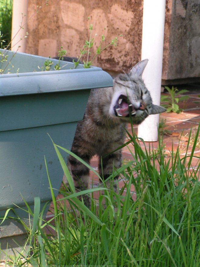 Photo de Chat domestique