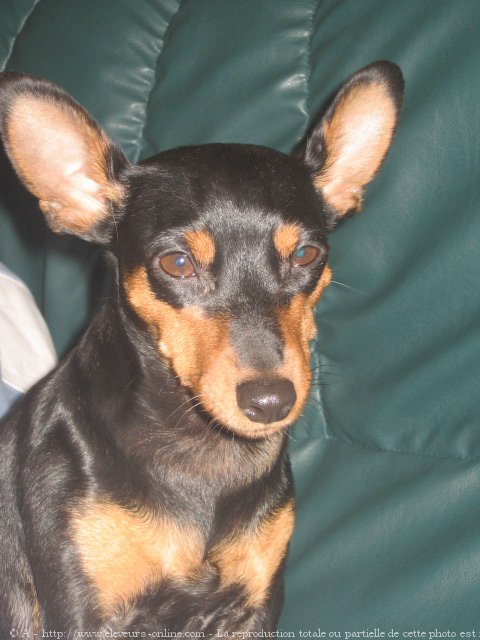 Photo de Pinscher nain