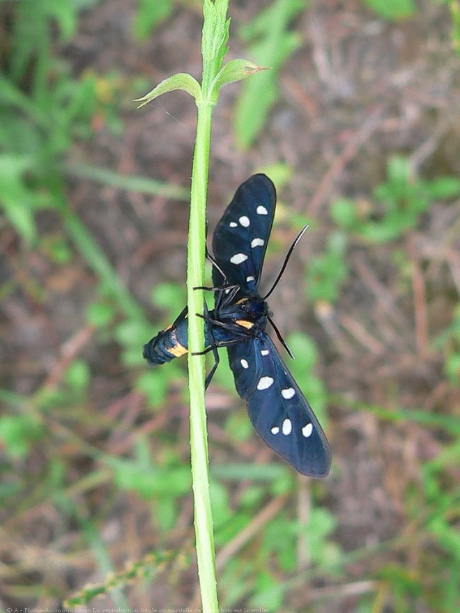 Photo de Papillon