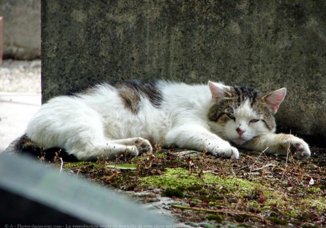 Photo de Chat domestique