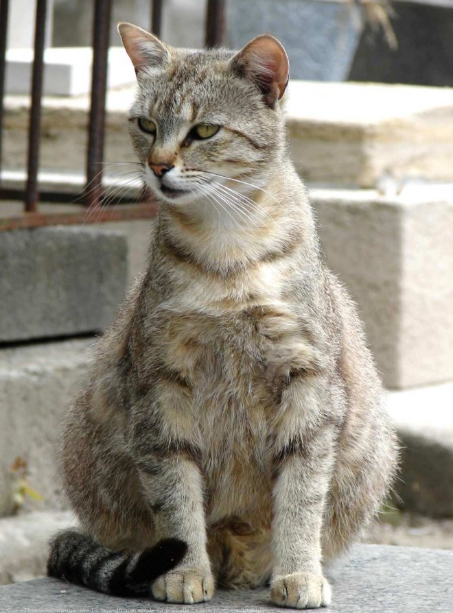 Photo de Chat domestique