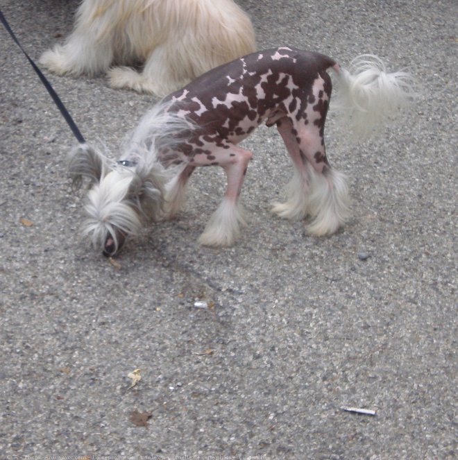 Photo de Chien chinois nu  crte