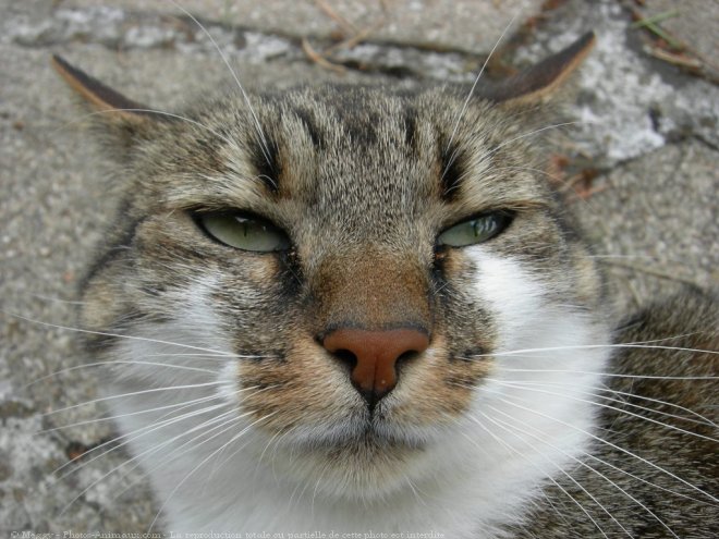 Photo de Chat domestique