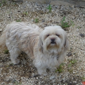 Photo de Lhassa apso