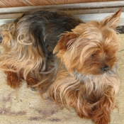 Photo de Yorkshire terrier