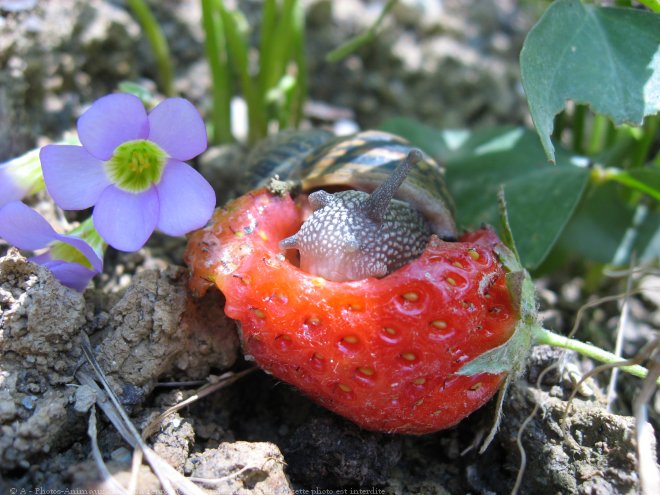 Photo d'Escargot