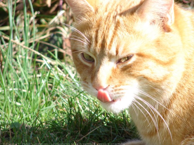 Photo de Chat domestique