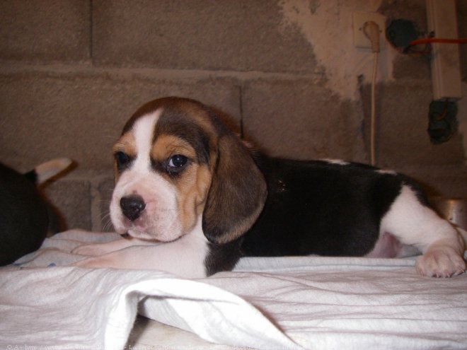 Photo de Beagle