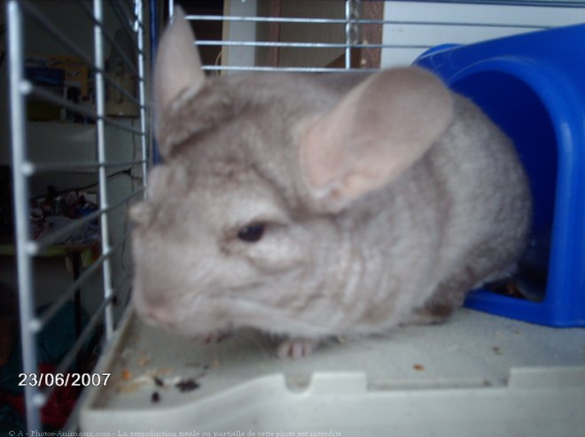 Photo de Chinchilla