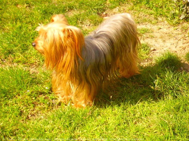 Photo de Yorkshire terrier