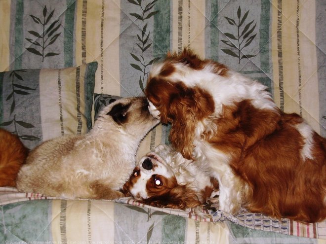 Photo de Cavalier king charles spaniel