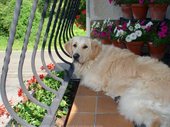 Photo de Golden retriever