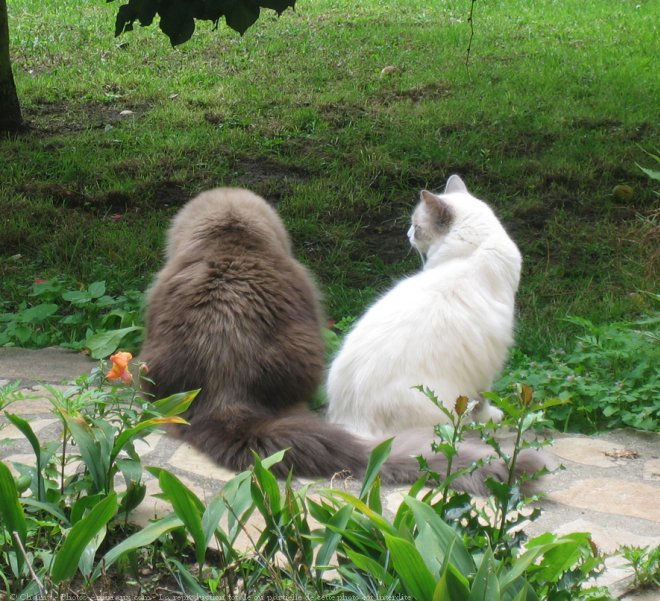 Photo de Ragdoll