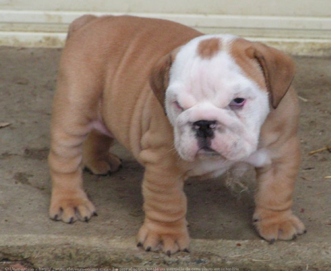 Photo de Bulldog