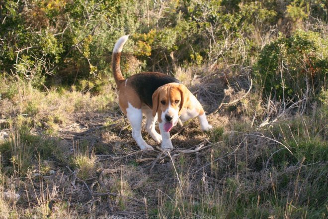 Photo de Beagle