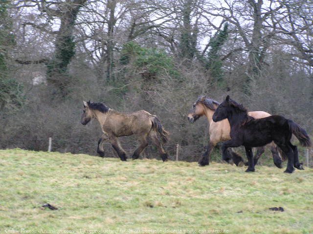 Photo de Poitevin