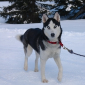 Photo de Husky siberien