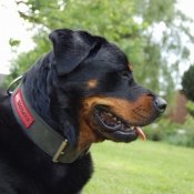 Photo de Rottweiler