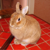 Photo de Lapin