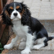 Photo de Cavalier king charles spaniel