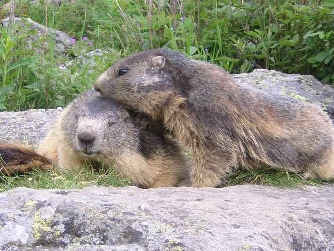 Photo de Marmotte