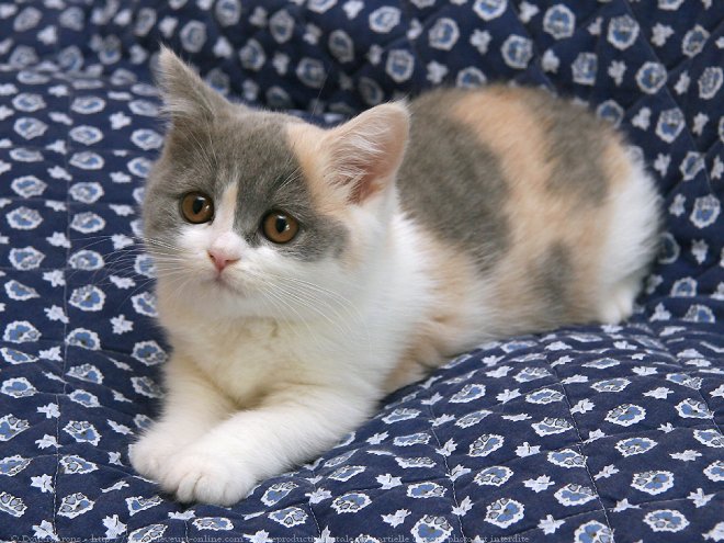 Photo de British shorthair