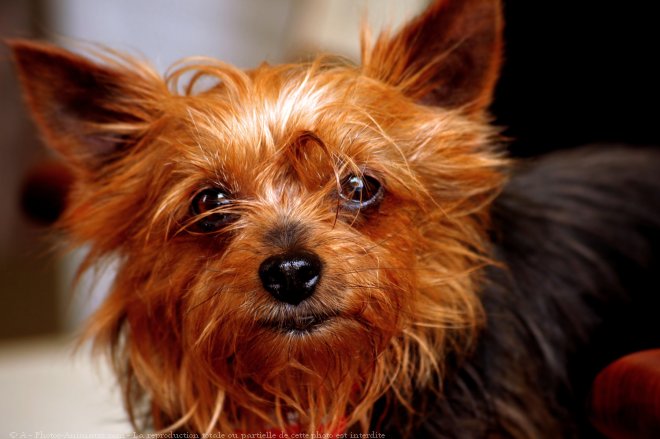 Photo de Yorkshire terrier