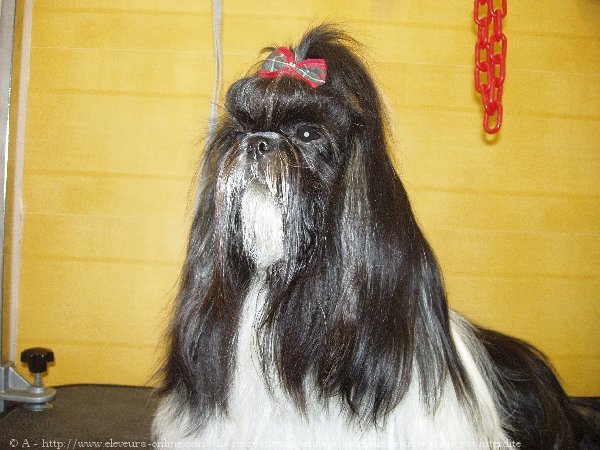 Photo de Shih tzu