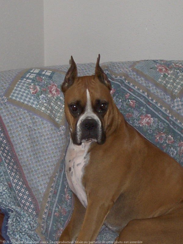 Photo de Boxer