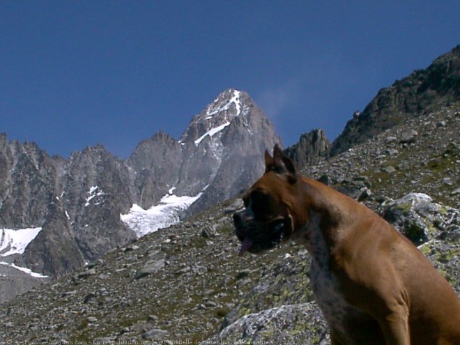 Photo de Boxer