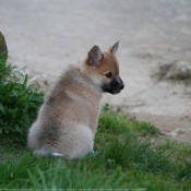 Photo de Chien de berger islandais