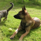 Photo de Berger belge malinois