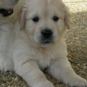 Photo de Golden retriever