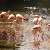 Photo de Flamand rose