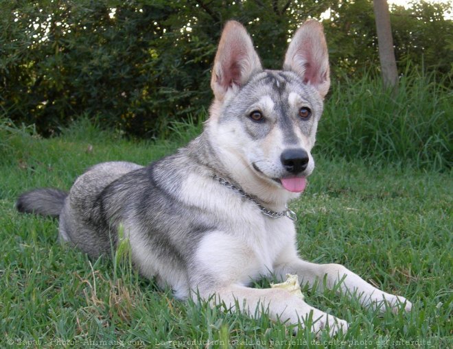 Photo de Husky siberien