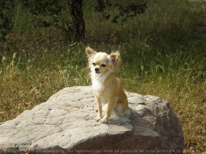 Photo de Chihuahua  poil long