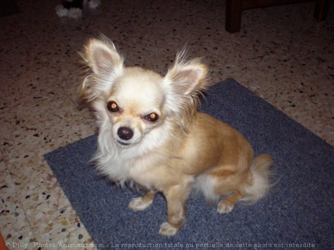 Photo de Chihuahua  poil long