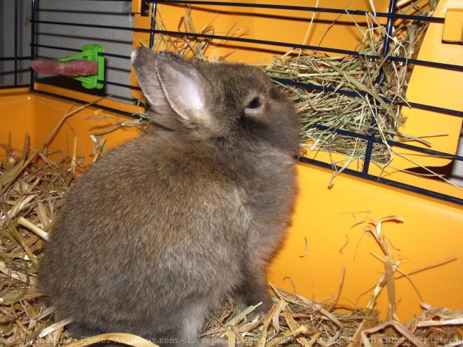 Photo de Lapin