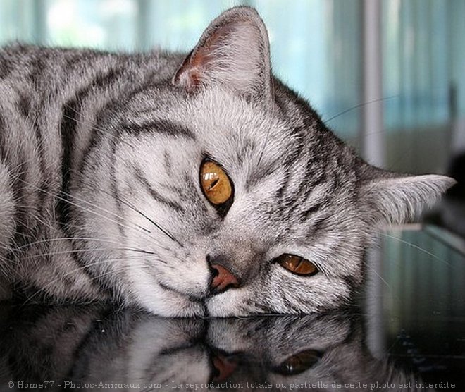 Photo de British shorthair