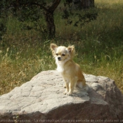 Photo de Chihuahua  poil long