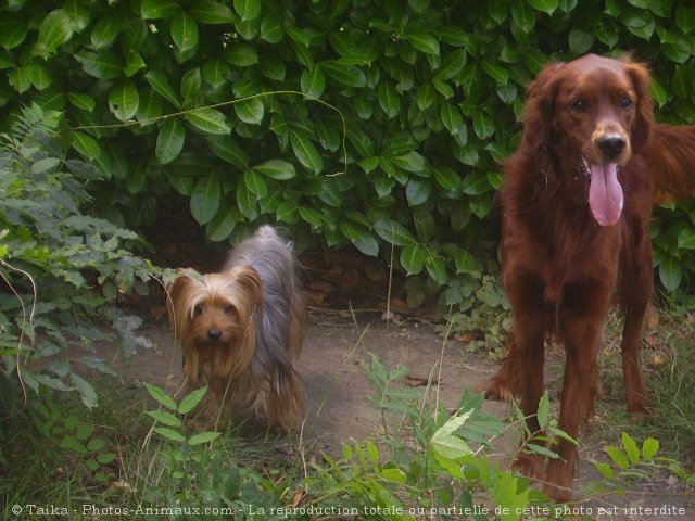 Photo de Setter irlandais rouge