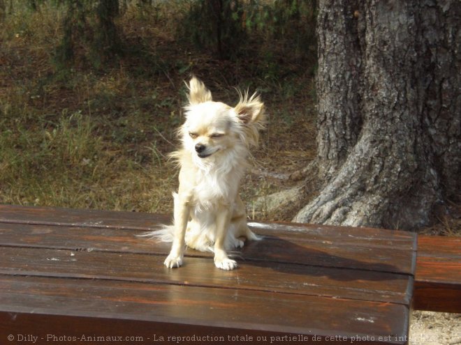 Photo de Chihuahua  poil long