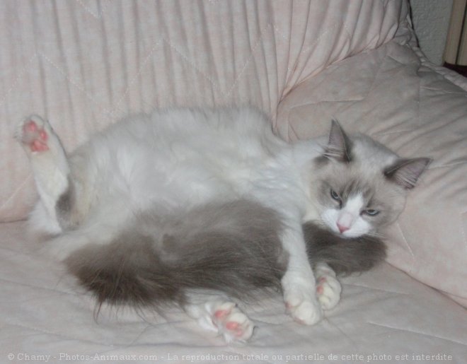 Photo de Ragdoll