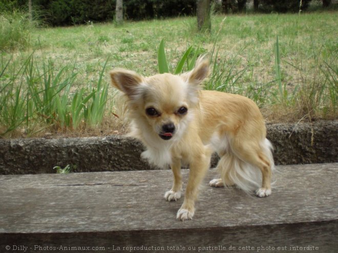 Photo de Chihuahua  poil long