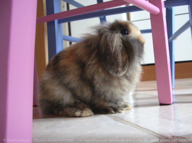 Photo de Lapin