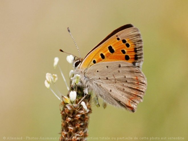 Photo de Papillon