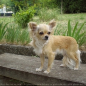 Photo de Chihuahua  poil long