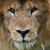 Photo de Lion